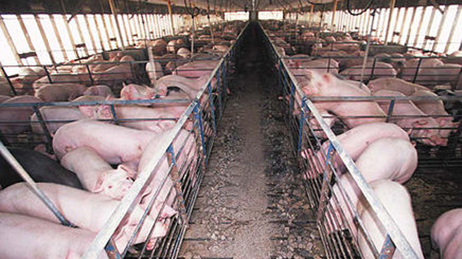 Pandémie de peste porcine africaine en Chine - Manger Citoyen