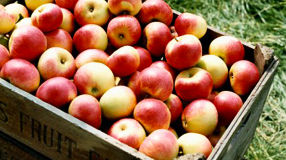 Pour retrouver les qualités nutritionnelles d’un fruit ou d’un légume des années 50, il faudrait aujourd’hui en manger une demi-cagette ! - Manger Citoyen