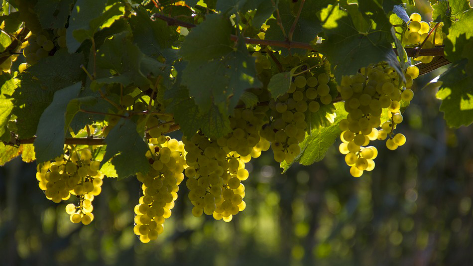 Vins biologiques, biodynamiques ou naturels, comment s’y retrouver ? - Manger Citoyen