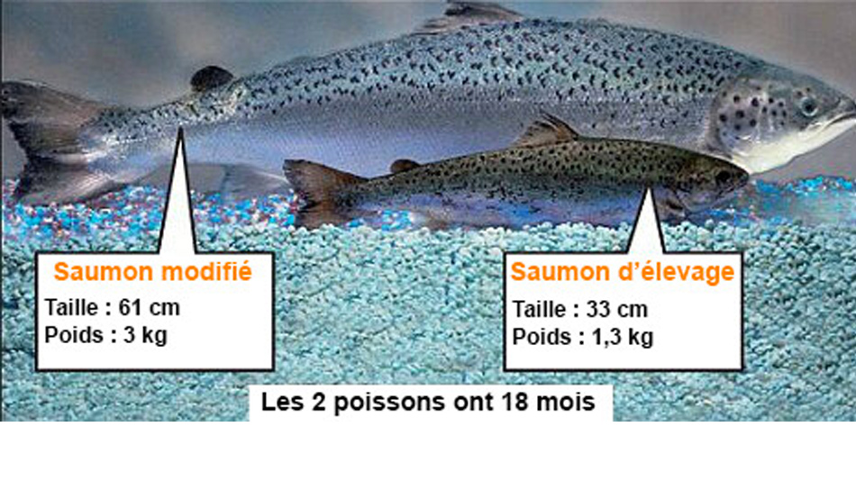 Saumon OGM en toute opacité [Désintox - Manger Citoyen] - Manger Citoyen