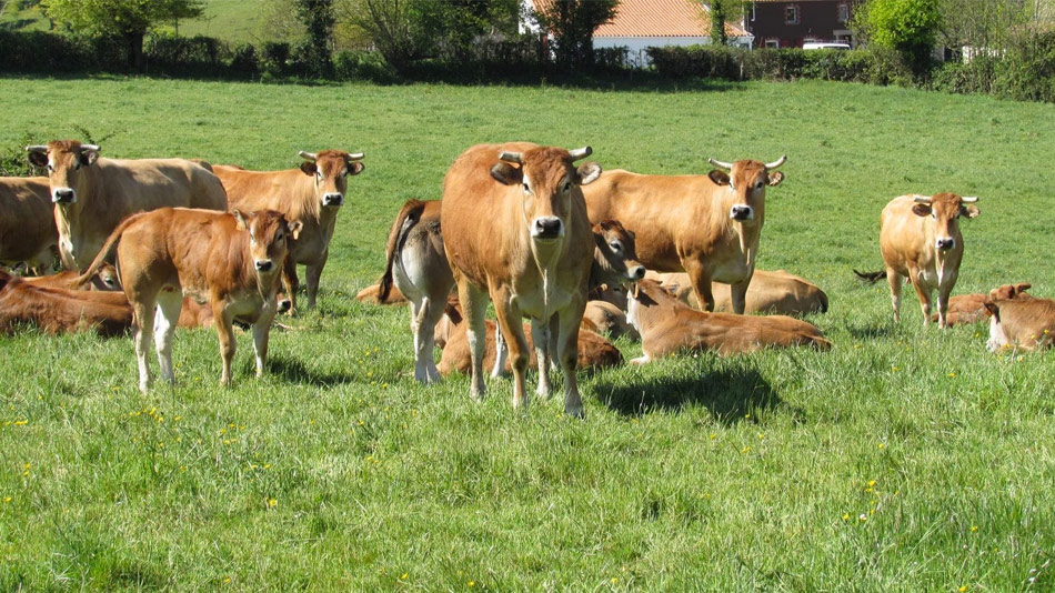 Manger moins de viande et de meilleure qualité - Manger Citoyen