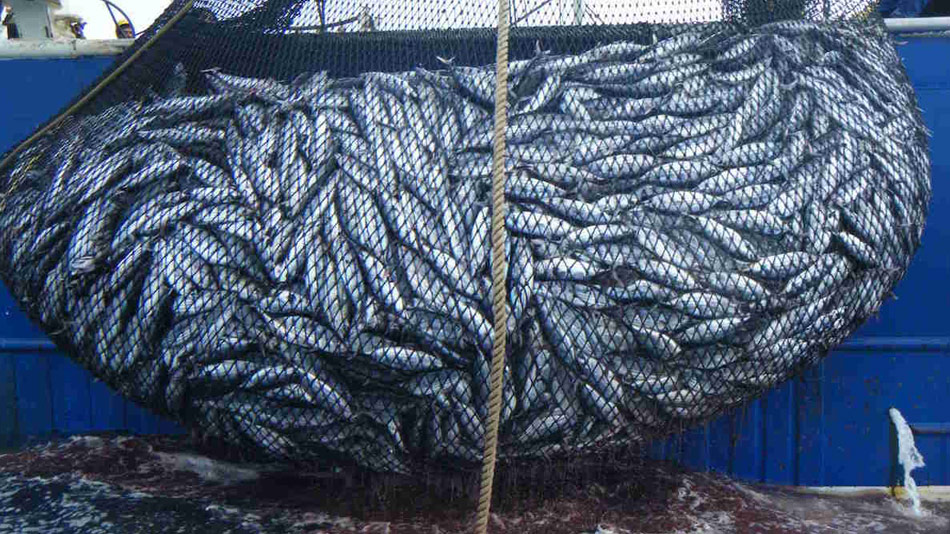 Entre surpêche et pollution, comment choisir son poisson ? - Manger Citoyen