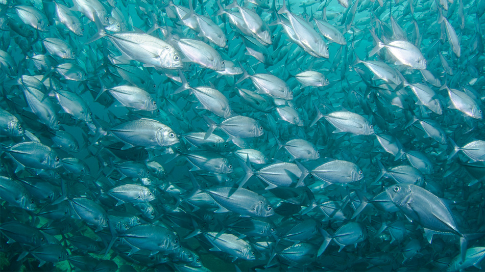 Choisir son poisson de façon responsable - Manger Citoyen